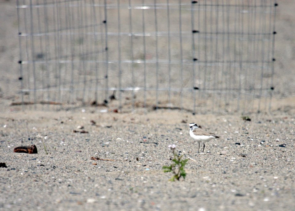 A western snowy plover near a mini-exclosure on Santa Monica State Beach.