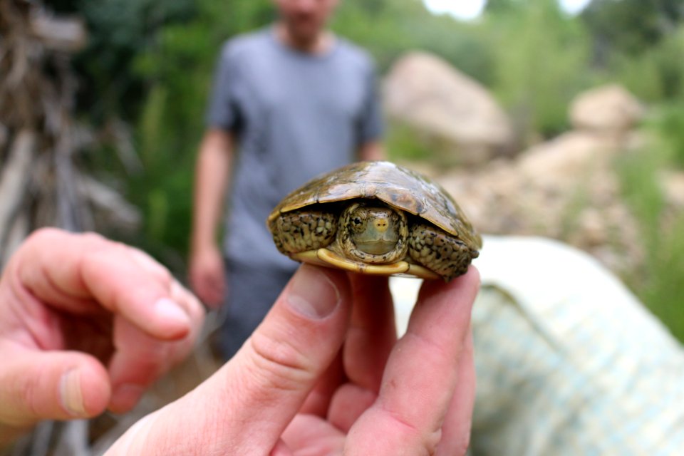 Second Turtle Collected