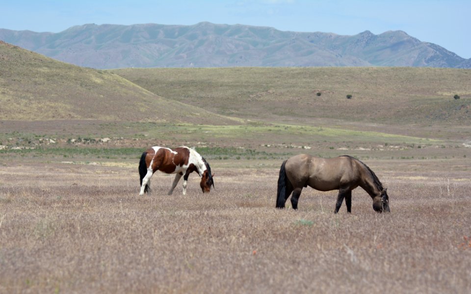 Cedar Mountain HMA
