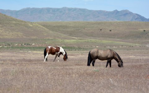 Cedar Mountain HMA