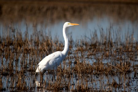 greategret