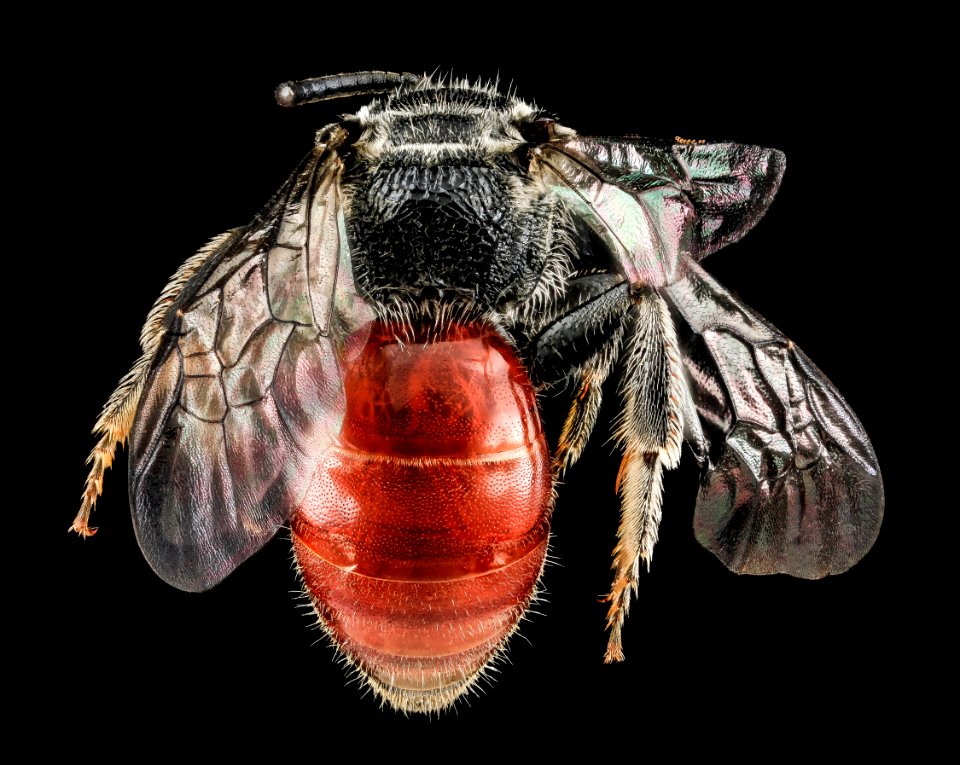 Sphecodes species, F, Back, MD, Cecil County 2013-07-08-18.53.35 ZS PMax
