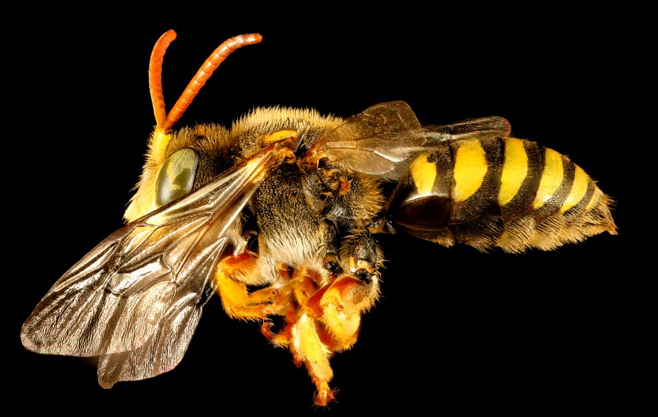 Nomada superba, m, side, Minnesota 2016-04-16-03.01