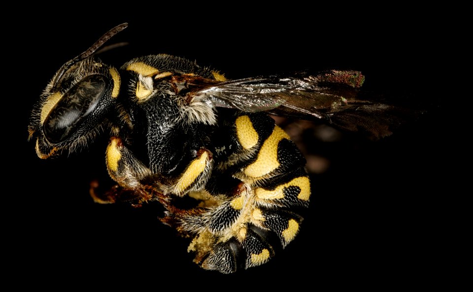 Anthidiellum notatum gilense, f, side, Cochise Co. AZ 2016-03-15-20.40