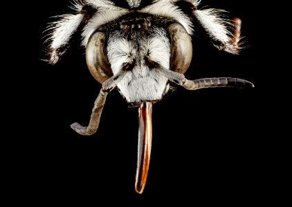 Thyreus white species, f, head2, ethiopia 2014-07-16-10.42.14 ZS PMax