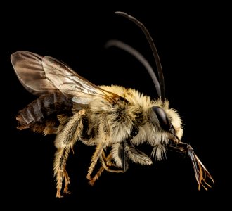 Eucera dubitata, m, ga, baker, side 2015-01-08-16.31.14 ZS PMax