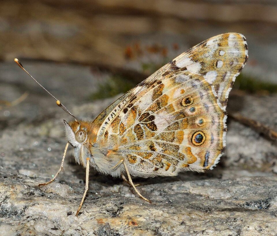 Lepidoptera butterfly macro photo