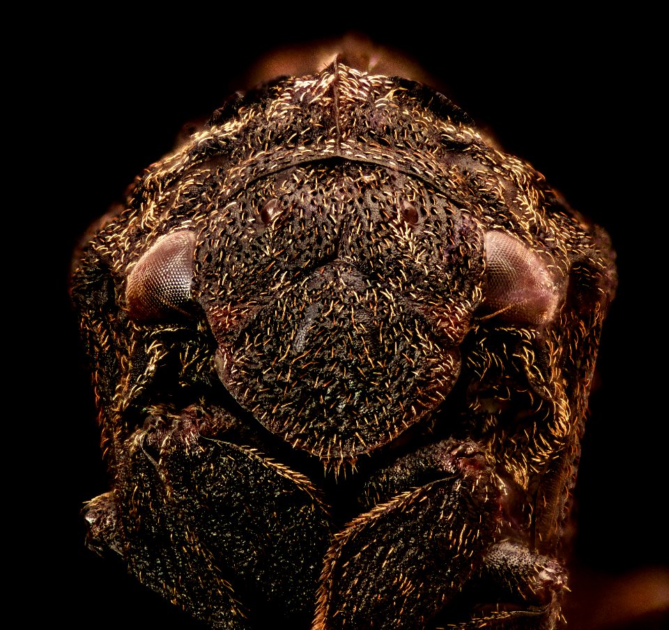 Tylopelta gibbera, f, face 2016-11-12-19.20