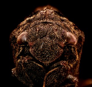 Tylopelta gibbera, f, face 2016-11-12-19.20
