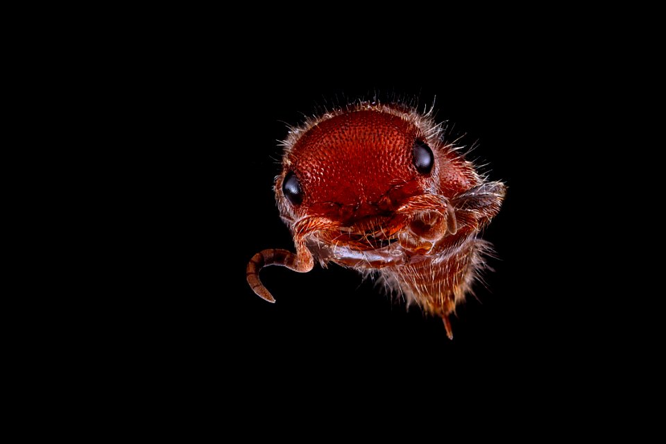 Dasymutilla-species,-unknown,-face 2012-07-24-14.46.55-ZS-PMax
