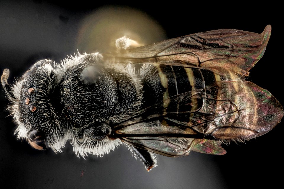 Stelis labiata, F, Back, NC, Moore County 2013-09-26-16.28.10 ZS PMax