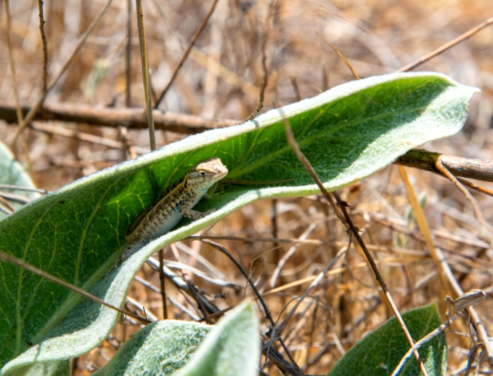 Small lizard in milkweed leaf