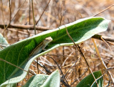 Small lizard in milkweed leaf