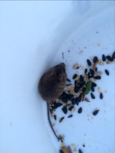 Salt marsh harvest mouse