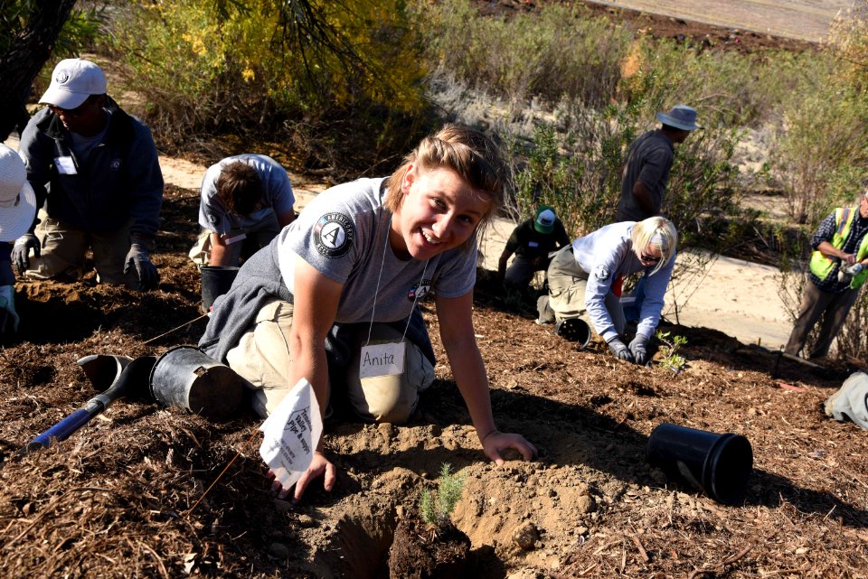 Planting native plants