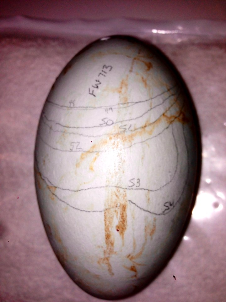 FW713 egg external pip 15May2013 at LAZ