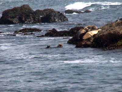 Southern sea otter and harbor seals photo