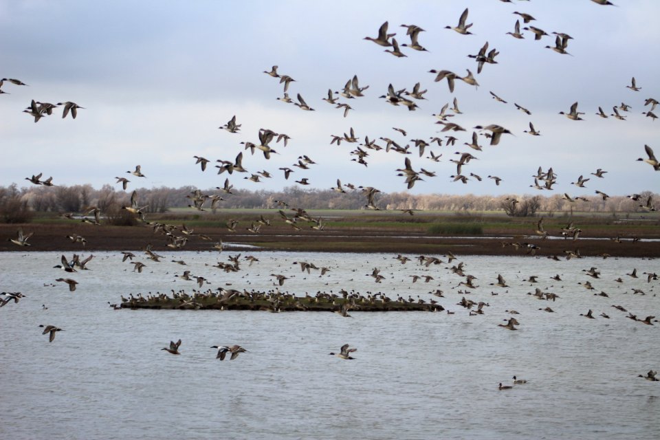 Mixed flock of waterfowl flying over wetland