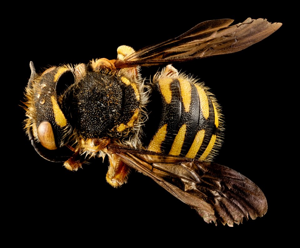 Anthidium oblongatum, Gynandromorph, Back, PA, Adams County 2014-11-24-16.00.07 ZS PMax