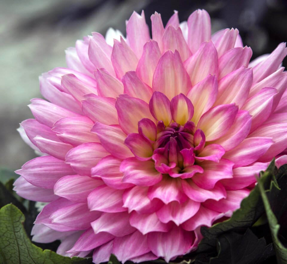 Floral petal bloom