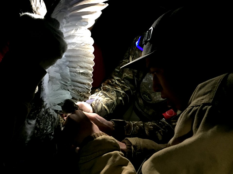 Youth volunteers banded Sage grouse in Richfield