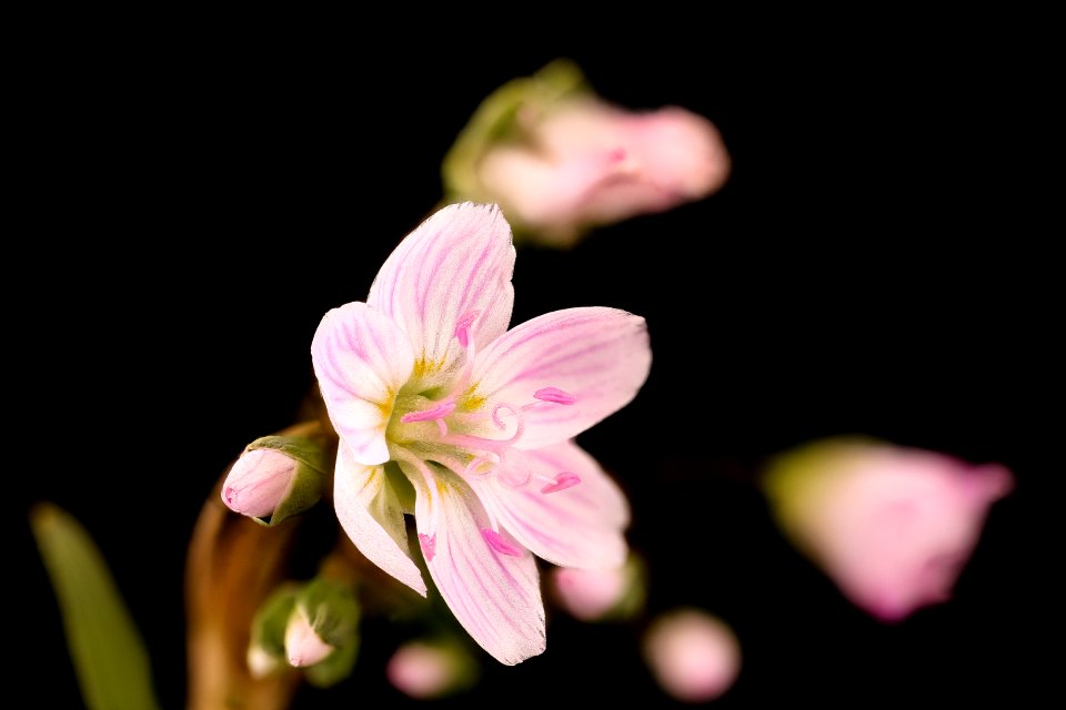 Claytonia virginica, Spring Beauty, Howard County, Md,  2018-05-17-15.25