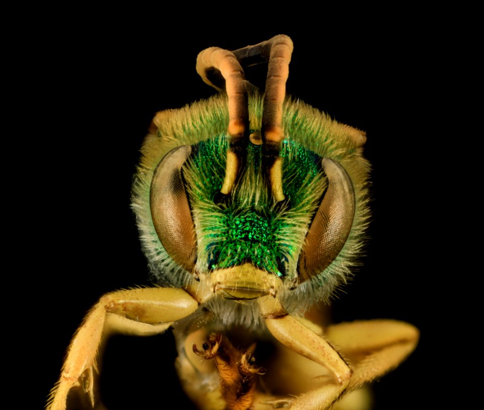 Agapostemon sericeus, M, face, Pr. Georges Co., Maryland 2014-01-20-13.25.36 ZS PMax