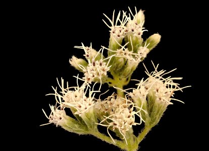 Eupatorium perfoliatum 2, Boneset, Howard County, Md, Helen Lowe Metzman 2019-03-22-17.01.10 ZS PMax UDR