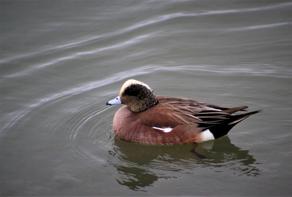 American wigeon drake