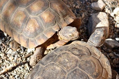 Desert tortoise at Living Desert