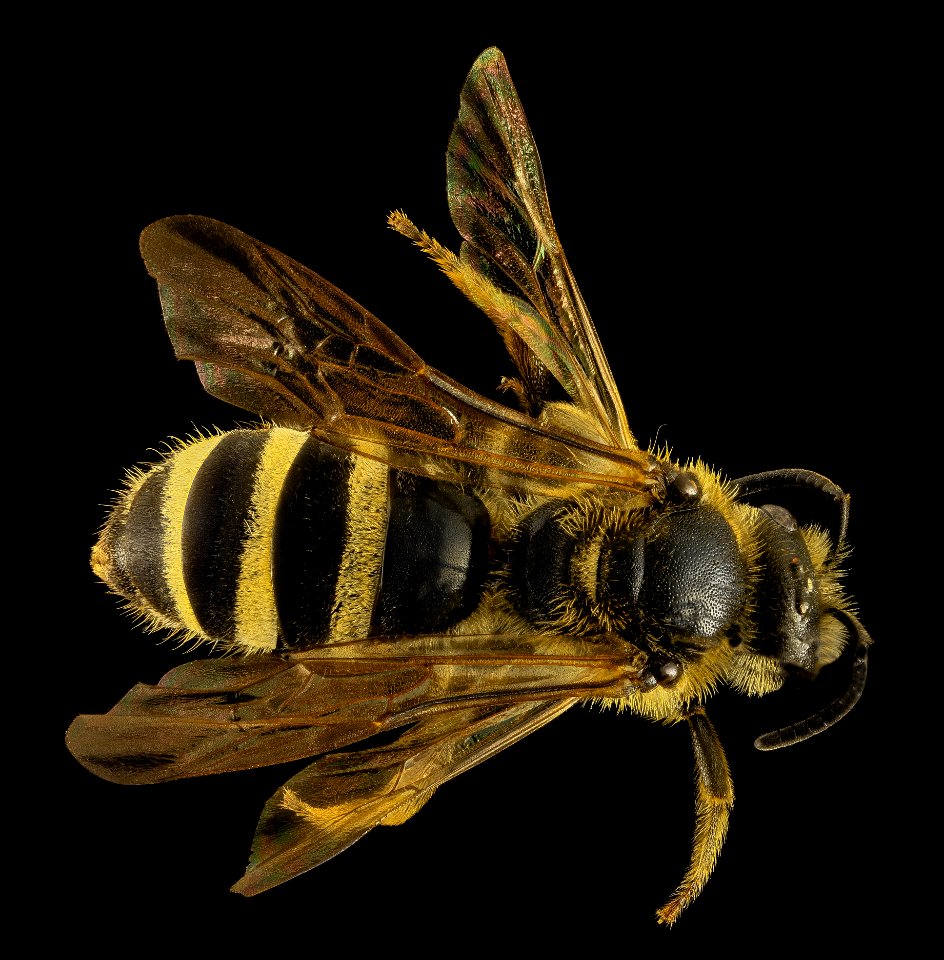 Lasioglossum trizonatum, F, Back, UT, Garfield County 2014-04-25-15.51.18 ZS PMax