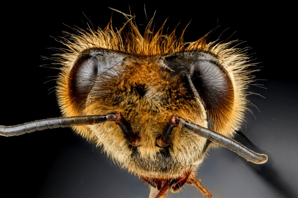Apis mellifera F, ocelli, MD, Beltsville 2013-04-25-16.15.53 ZS PMax