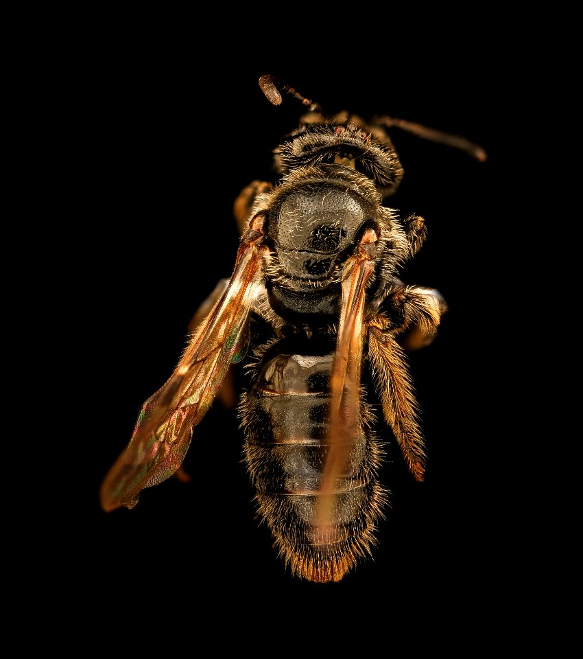 Panurginus atramontensis, f, back, Prince George's Co, MD 2019-03-21-18.44.10 ZS PMax UDR