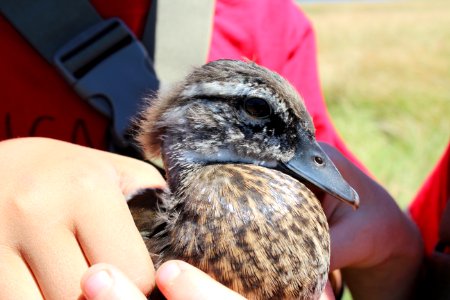 Female juvenile wood duck