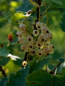 White Berries photo