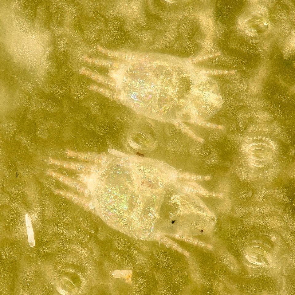 Christmas Cactus mite, beltsville, md2 2016-07-19-14.09.29 ZS PMax UDR