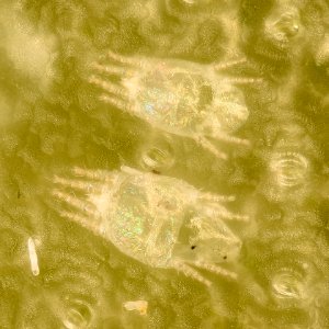 Christmas Cactus mite, beltsville, md2 2016-07-19-14.09.29 ZS PMax UDR
