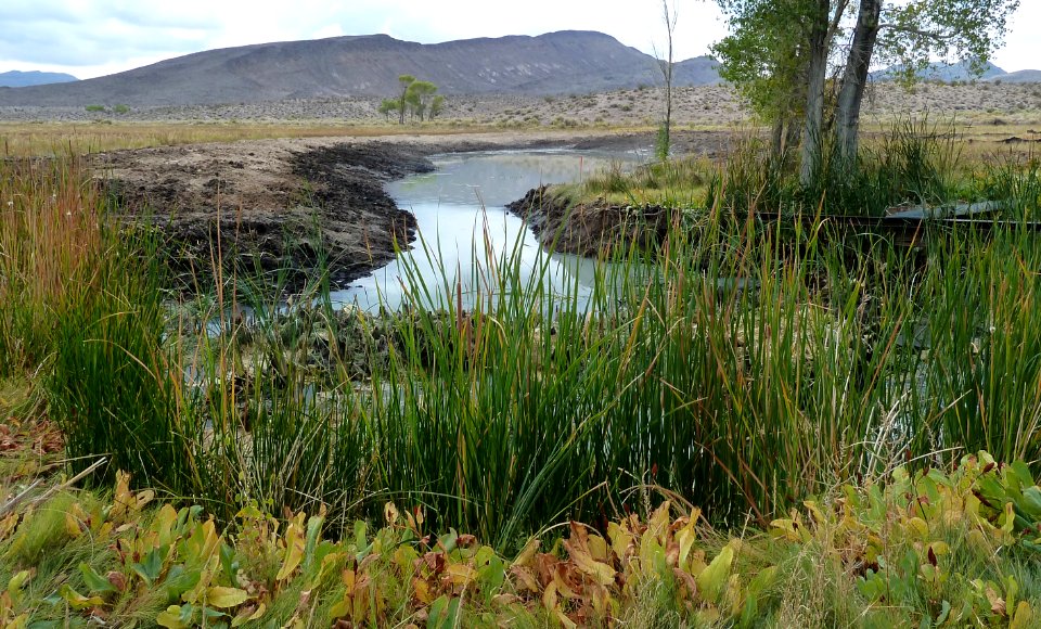 A Spring on Pahranagat NWR