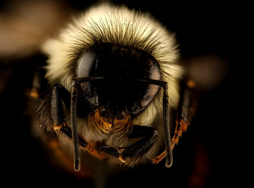 Bombus affinis, m, face, tucker county allstar 2018 wv 2018-11-01-12.06.45 ZS PMax UDR