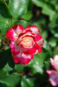 Love nature rose bloom photo