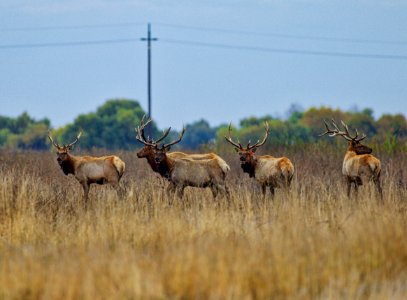 Tule elk at San Luis National Wildlife Reserve. photo