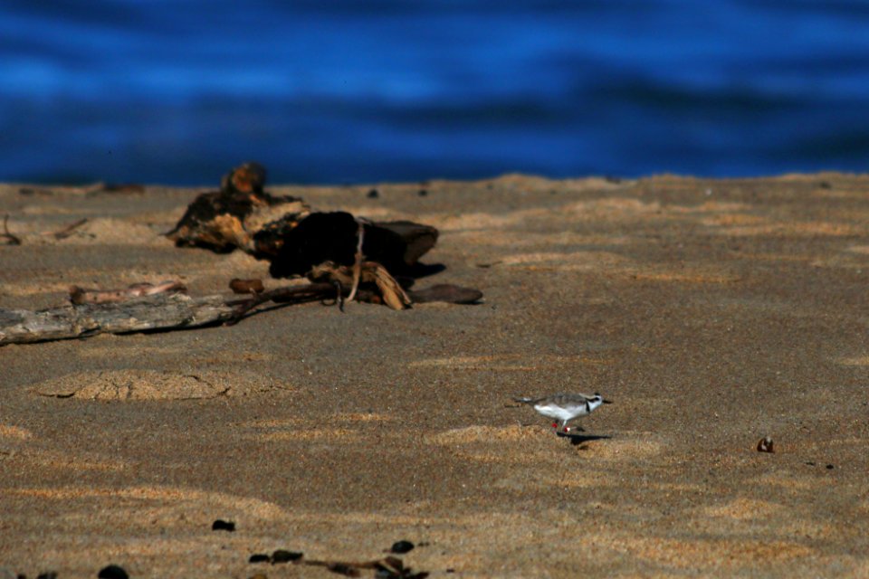 A banded western snowy plover at Monterey State Beach.