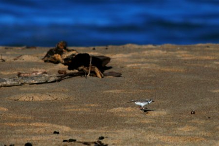 A banded western snowy plover at Monterey State Beach.