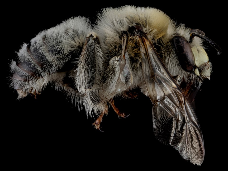 Anthophora occidentalis, male, side 2012-07-06-17.27.29 ZS PMax photo