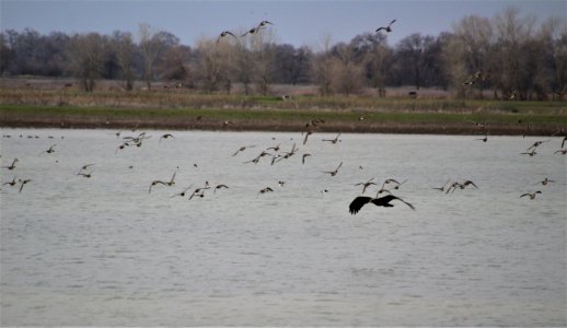 Juvenile bald eagle flying over wetland