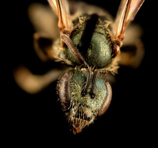 Lasioglossum admirandum, F, Face, WI, Eau Claire County 2014-03-11-18.18