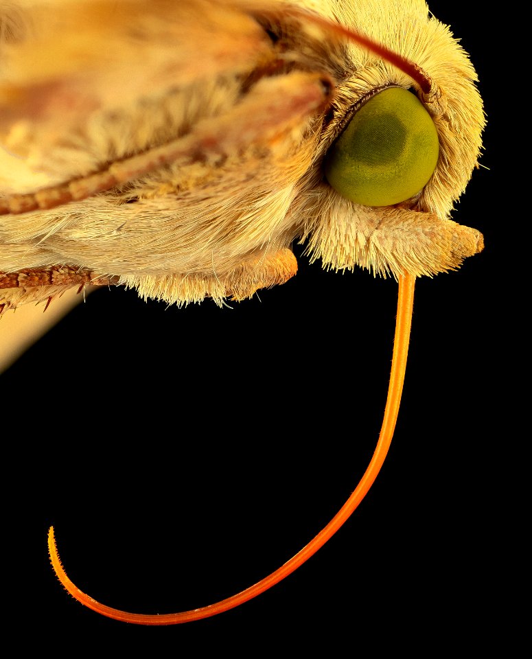 corn earworm, moth, face3 2014-06-06-16.14.34 ZS PMax