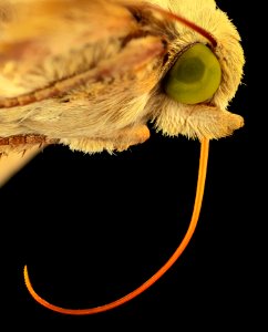corn earworm, moth, face3 2014-06-06-16.14.34 ZS PMax photo