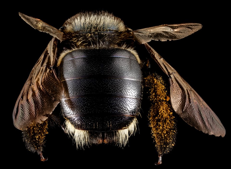Xylocopa micans, F, Back, GA, Baker County 2015-02-03-15.47