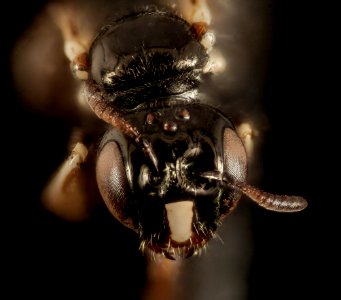 Ceratina arizonensis, face, california, santa barbara 2015-04-20-12.06.19 ZS PMax photo